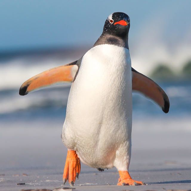 Penguin